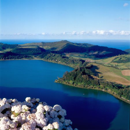 Hortensias dos Açores